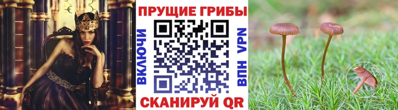 ОМГ ОМГ как зайти  Калач  Псилоцибиновые грибы GOLDEN TEACHER 